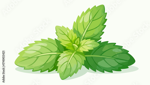 A green leafy plant with a white background. The leaf is cut off at the stem. The leaf is green and has a fresh appearance