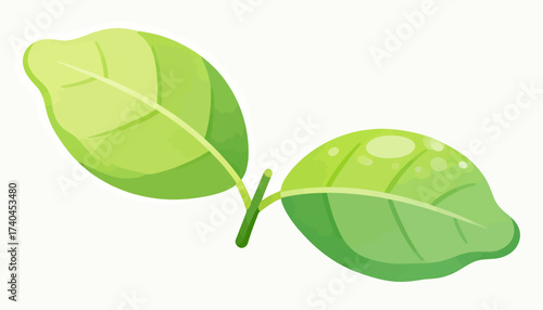 Two green leaves are shown on a white background. The leaves are large and have a shiny, wet appearance