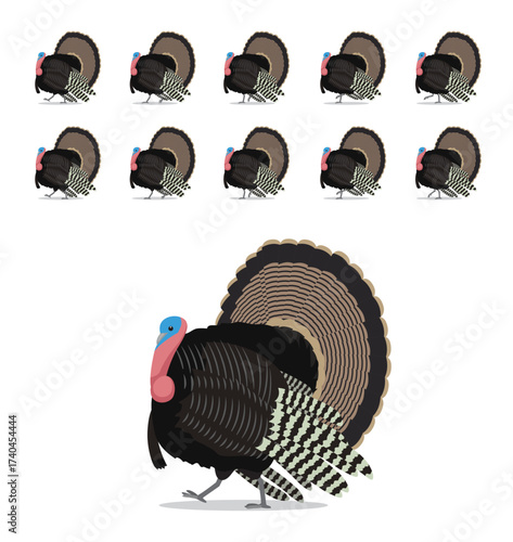 Wild Turkey Walking Animation Vector