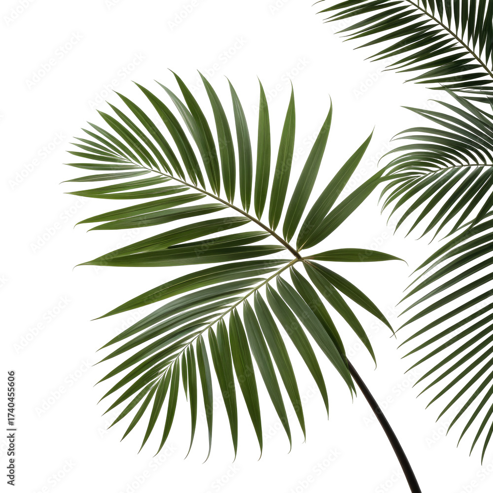 Fototapeta premium Close-up shot of vibrant green palm leaves against a stark black background