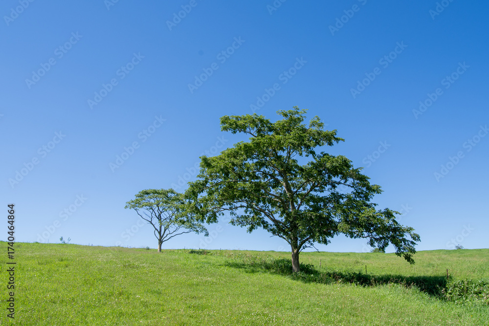 Obraz premium Trees creeping up against the green hill and the sky spreading out