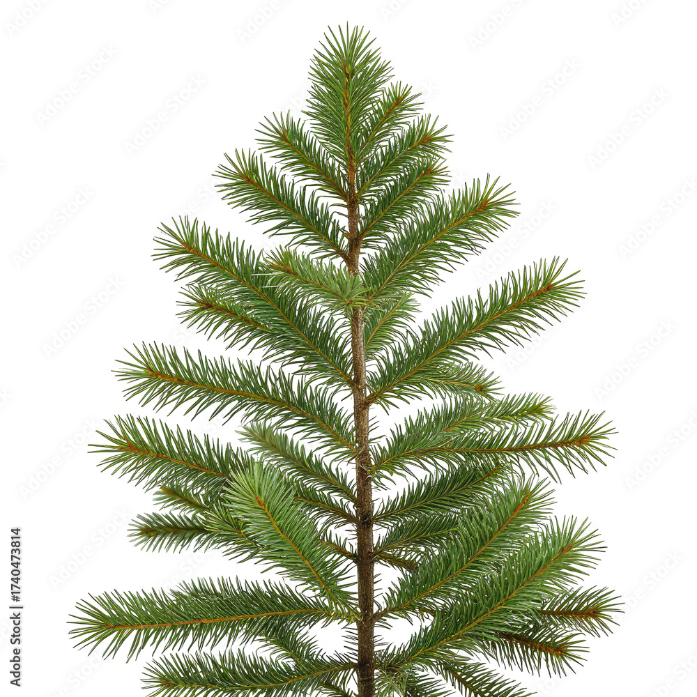 Fototapeta premium Close-up of a vibrant green evergreen tree with detailed needles