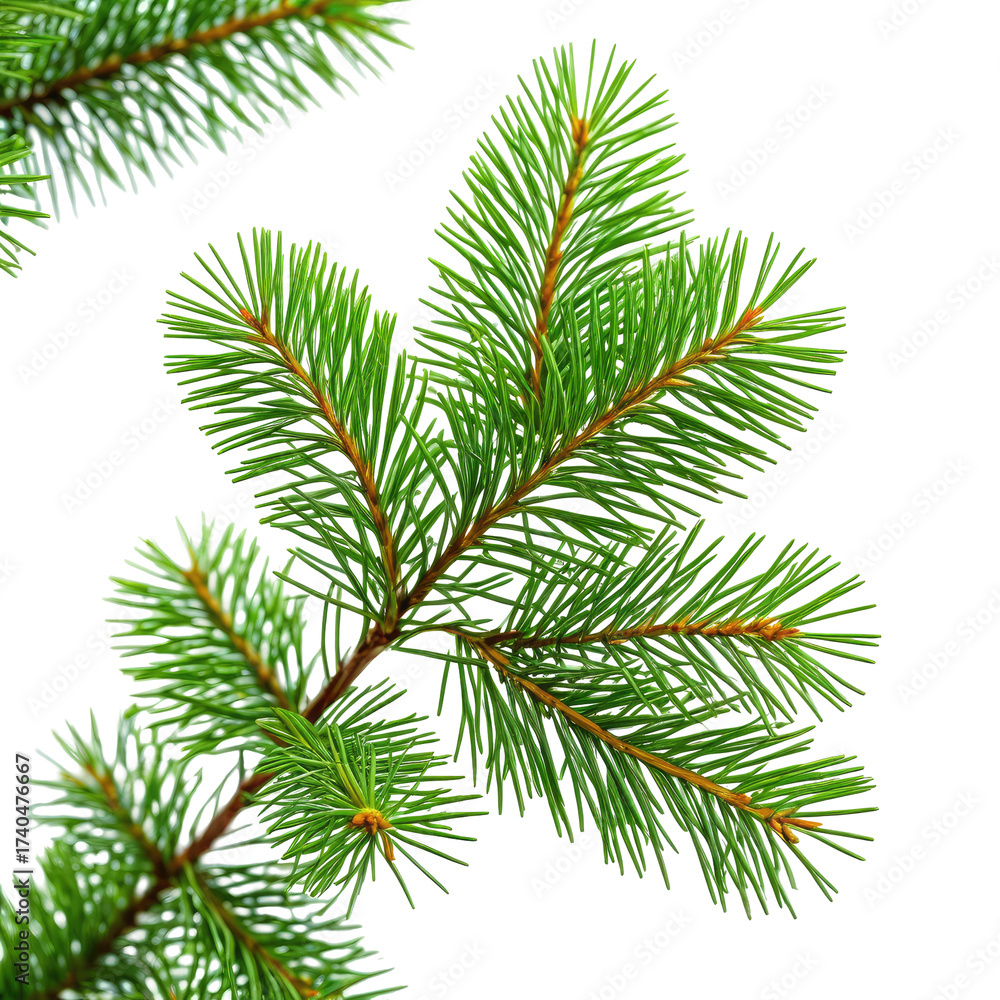 Obraz premium Close-up of fresh green evergreen fir tree branches.