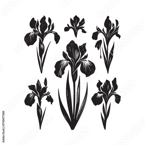 Six black iris flower silhouettes with stems and leaves on a white background Keywords: iris, flower, silhouette, black, white, background, isolated, floral, botanical, nature, plant, bloom