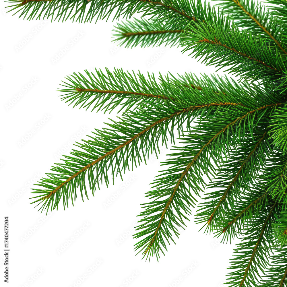 Fototapeta premium Close-up of lush green fir tree branches against a black backdrop