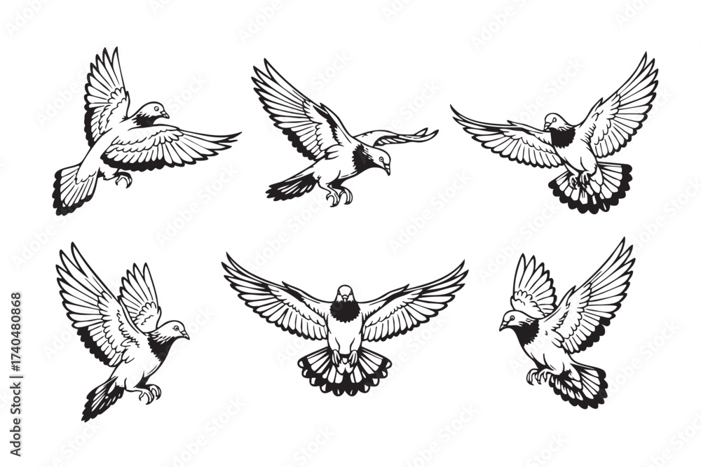 Obraz premium Detailed pigeon illustrations showing the bird in multiple flight positions, perfect for themes of peace, freedom, or urban wildlife.