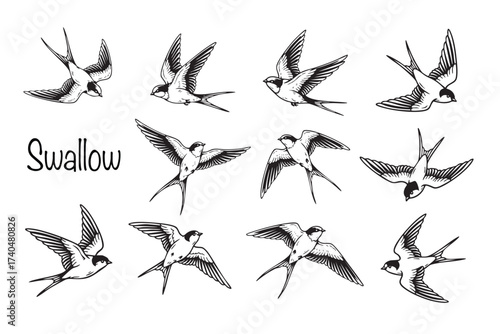Elegant black and white illustrations of swallows in various graceful flying and perching poses, symbolizing luck and safe return.