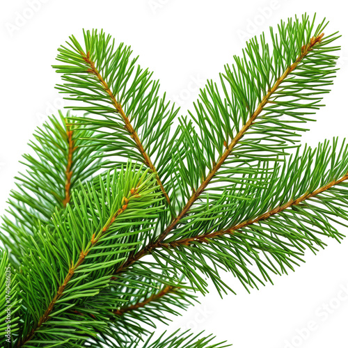 Close-up of evergreen tree branch against a black background. Lush green needles