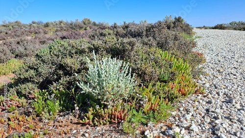 Australian Native Saltbush and Samphire
