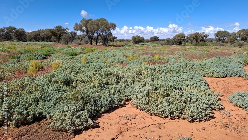 Canvastavla australian outback after rain