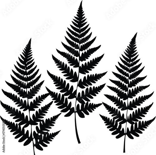  set of Botanical silhouette vector illustration of fern plants
