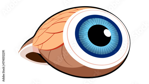 Vector illustration highlighting detailed structure of human eye with lens, retina, and optic nerve isolated on white background