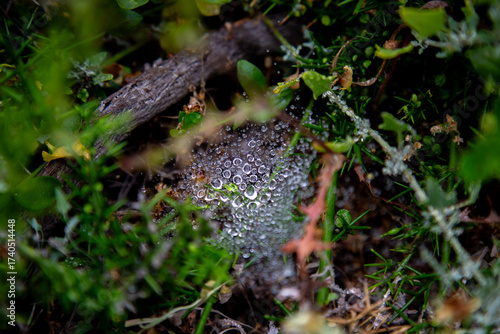 spider web green grass in the forest