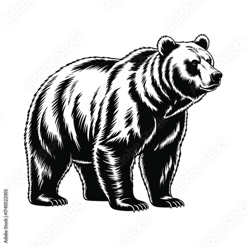 Detailed black and white illustration of a standing grizzly bear