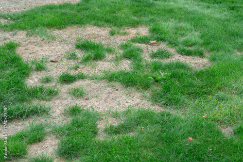 lawn in backyard in bad condition need improvement