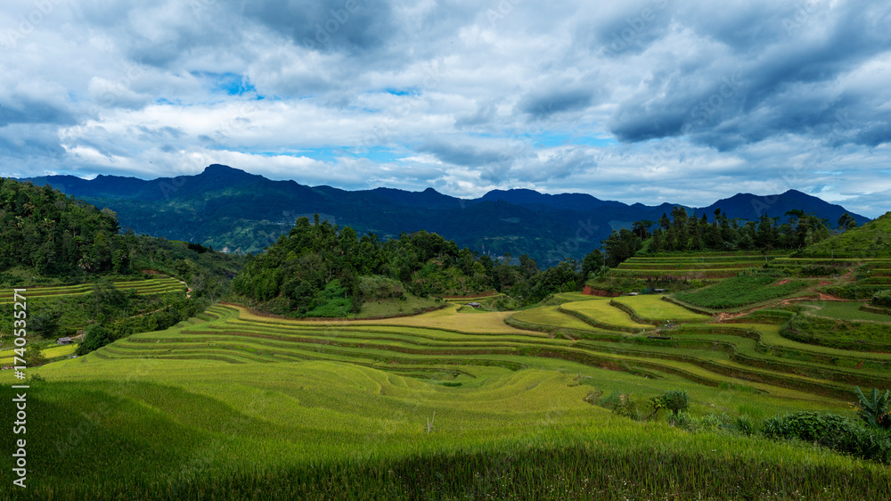 Obraz premium Landscape with green and yellow rice terraced fields and cloudy sky near Ha Giang Loop in northern Vietnam
