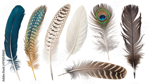 Animal Feathers PNG Set – Colorful Bird and Exotic Feather Collection Isolated on Transparent Background