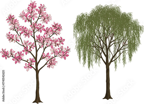 Flowering cherry blossom tree, pink floral branches, weeping willow tree, green drooping foliage, seasonal contrast, nature diversity, spring bloom, botanical beauty, landscape
