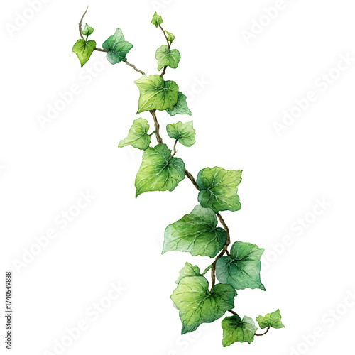 Watercolor ivy branch isolated, showcasing detailed leaves and stem on transparent background