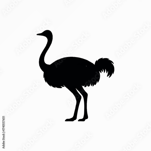 ostrich isolated on white background
