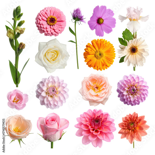 Assorted flowers in various colors and types, close-up