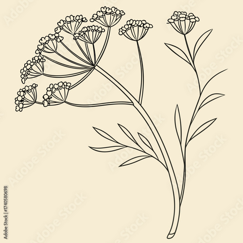 Elegant line art illustration of a dill plant with delicate umbel flowers and feathery leaves on a soft beige background