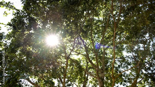 木漏れ日　漏れる太陽の光