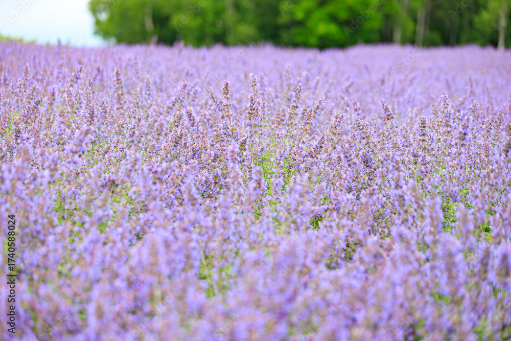 Obraz premium Vibrant Purple Lavender Field in Furano, Hokkaido, Japan 