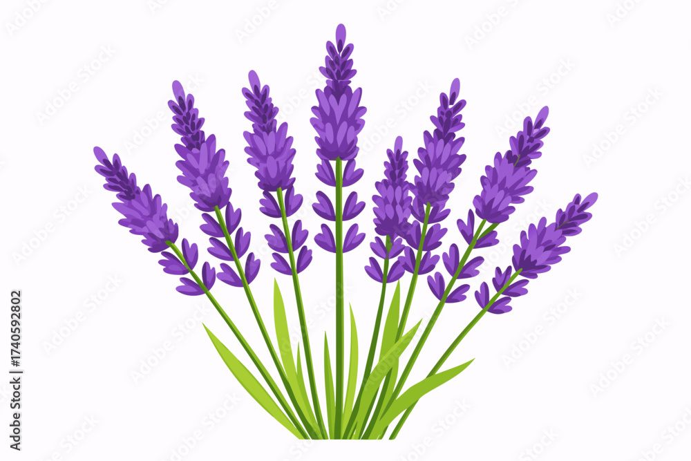Obraz premium lavender flowers isolated on white