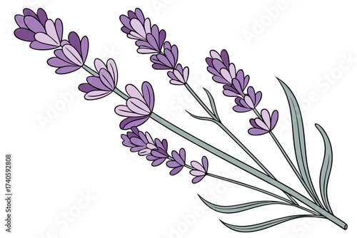 lavender fragrant bloom