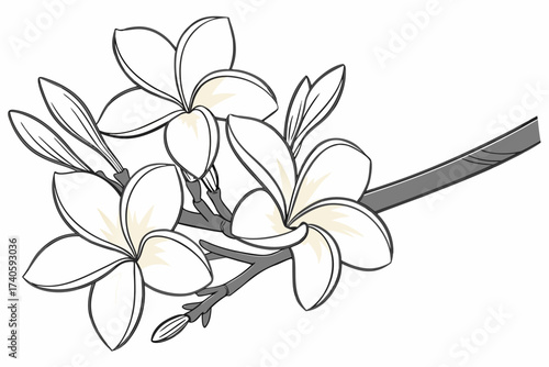 white frangipani flower