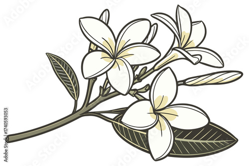 white plumeria flower