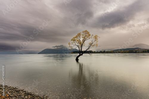 That Wanaka tree ! Most photographed tree in NZ
