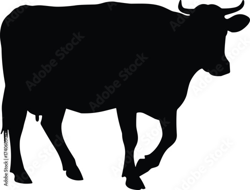 Cow silhouette standing and walking, black cattle illustration, rural livestock design, farm animal posture, agriculture concept, nature pasture, vector artwork