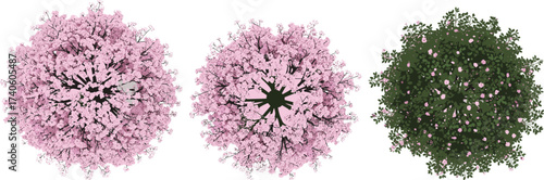 Top view cherry blossom trees illustration, pink sakura flowers foliage, spring nature design, decorative floral landscape element, garden tree vector isolated artwork