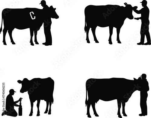 Dairy farming silhouettes with cow and farmer, livestock branding, ear tagging, milking, grooming, rural agriculture scene, black vector illustration