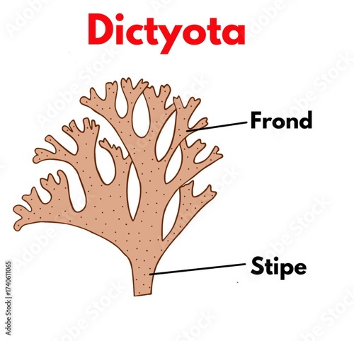 brown algae dictyota with labelled parts diagram biology science botany educational illustration.eps
