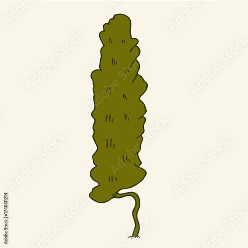 brown algae laminaria  diagram biology science botany educational illustration.eps