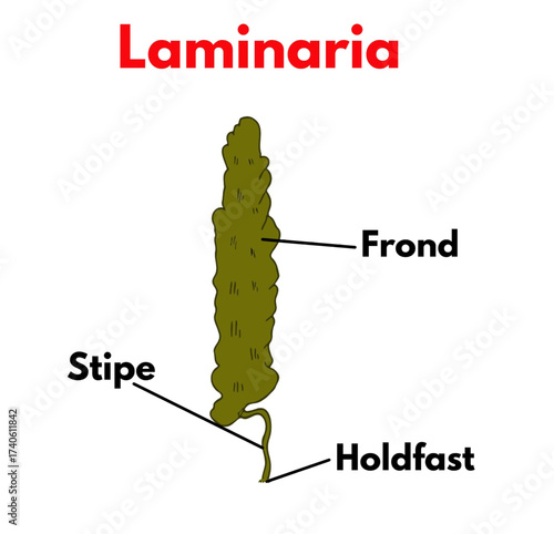 brown algae laminaria  with labelled parts diagram biology science botany educational illustration.eps
