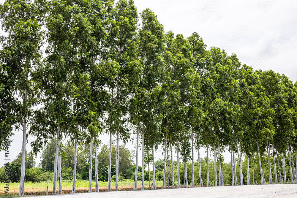 Fototapeta premium Eucalyptus tree forest with lush green leaves, Lush eucalyptus trees lined up, Each eucalyptus tree stands tall under the bright sky, The eucalyptus tree symbolizes freshness and nature
