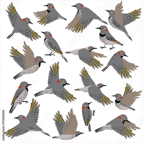 vector drawing bird, northern flicker, Colaptes auratus, hand drawn , isolated nature design element
