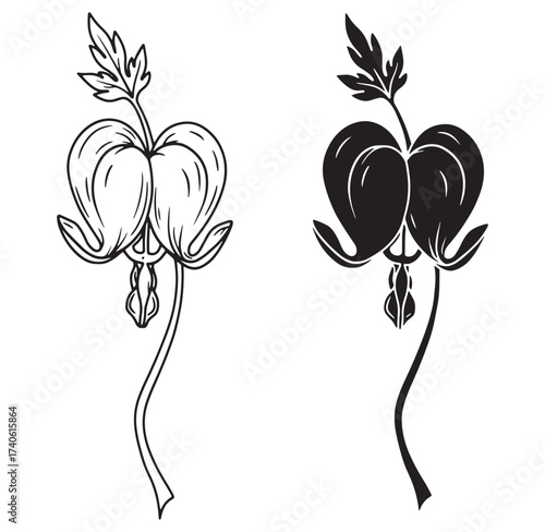 Elegant vector illustration featuring detailed outline and silhouette depictions of bleeding heart flowers