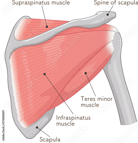 肩の腱板のイラスト Illustration of the rotator cuff of the shoulder