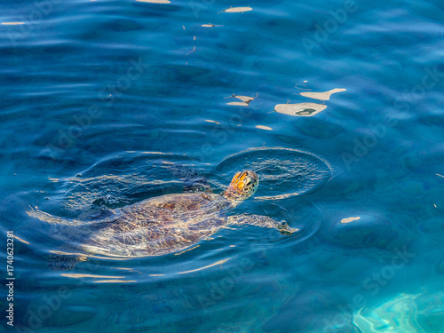 Side profile view of green sea turtle swimming from left with head above water against clear dark blue water in Noumea