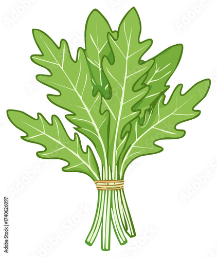 Fresh Arugula Bundle Illustration, Green Leafy Vegetable, Organic Salad Greens, Harvest