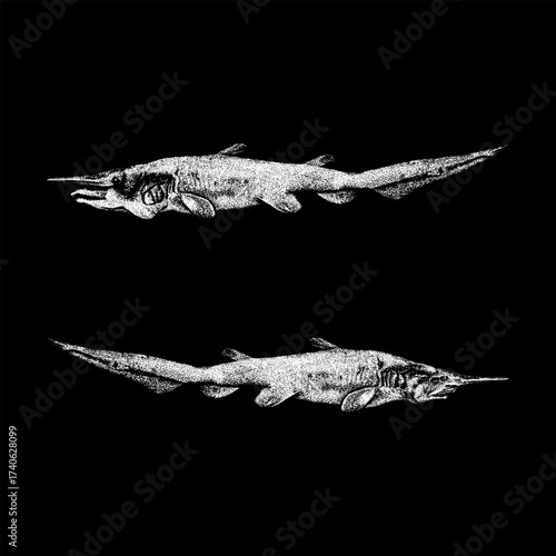 Black and white illustration of two goblin sharks, depicted in detailed vintage engraving style. The image highlights the sharks’ elongated snouts and distinctive jaws.