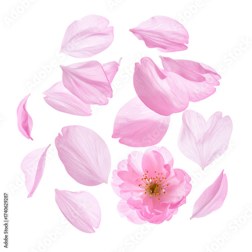 Delicate pink flower petals, scattered, forming a circle around a central blossom