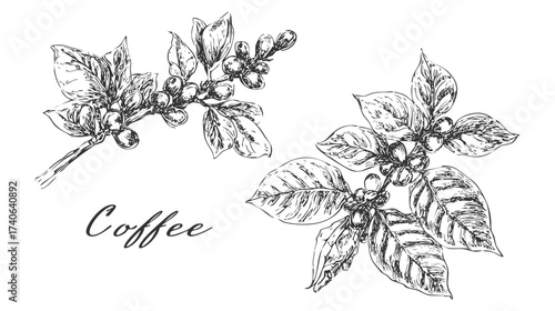 A detailed sketch of a coffee branch with leaves and coffee berries