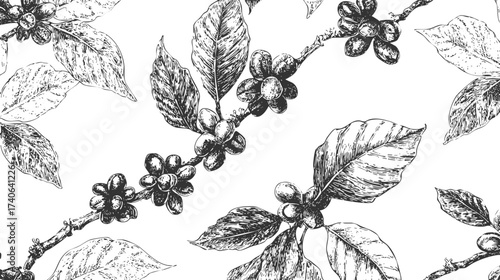 A detailed illustration of coffee branches with ripe coffee cherries and leaves, showcasing a botanical style