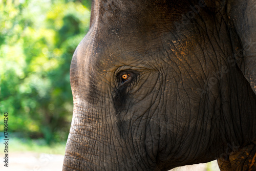 Asian Elephant Close Up